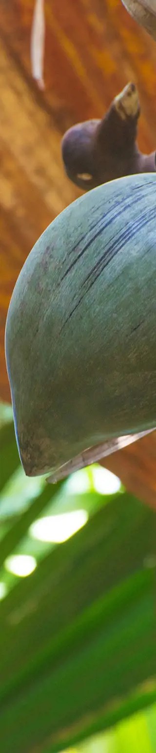 Der «Garten Eden» in Praslin